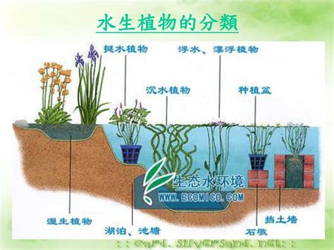 水生植物四大類|2024年水生植物新分類